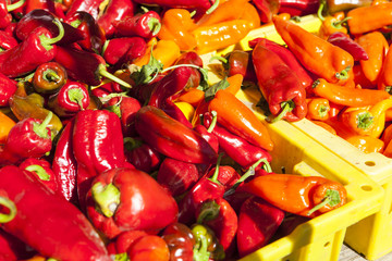 organic red and orange chile peppers