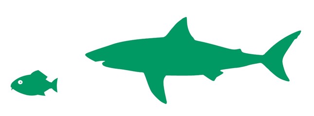 Requin prédateur 