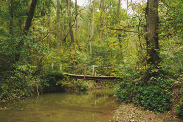 Bridge in forest