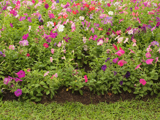  flower in the garden