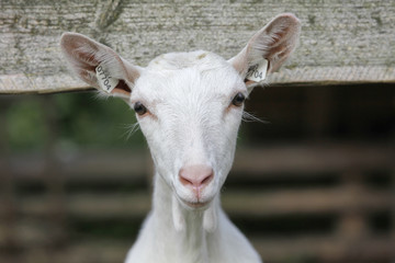 white goat