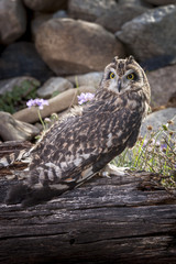 Captive short eared owl.