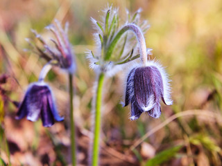 Pasque Flower blooming on spring meadow