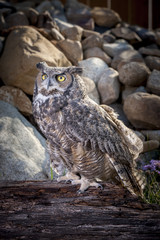 Captive great horned owl.