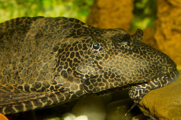 plecostomus II