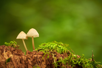 Mushrooms in forest