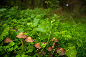 Mushrooms in forest