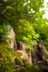 Mushrooms in forest