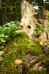 Mushrooms in forest