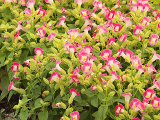 Pelargonium geranium group bright cerise pink flowers