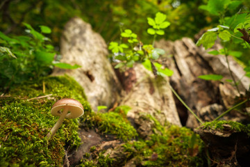 Mushrooms in forest
