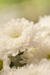 White flowers milk color