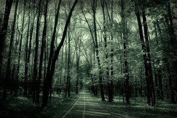 Fototapeta premium monochrome landscape nature park