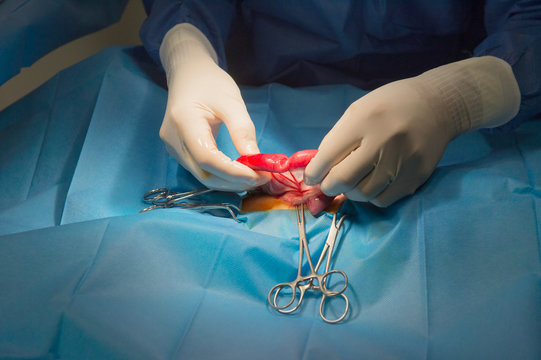 Surgery for animals