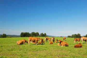 Fotobehang Koe Limousin koeien