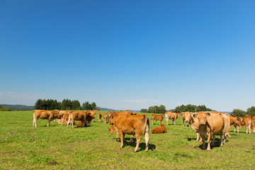 Fototapeta na wymiar Limousin cows