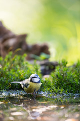 Eurasian blue tit in tree