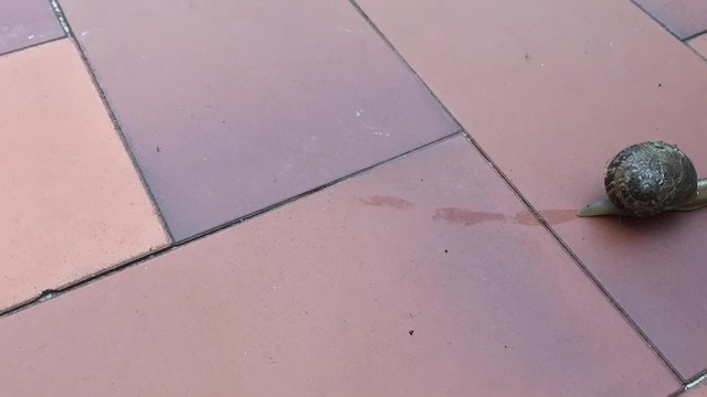 Un escargot sur une terrasse filmé en timelapse