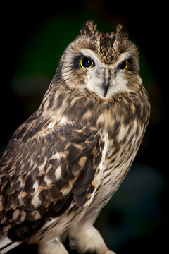 Majestic short eared owl.