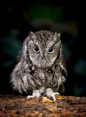 Cute screech owl.