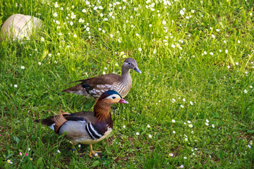  colourful mandarin duck couple standing on the green grass in the courtyard in summertime