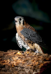 Captive American kestral.