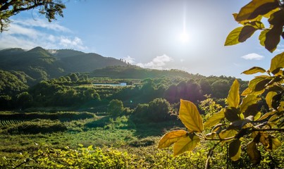 Nearby the Laguna de Barlovento at La Palma, Canary Islands