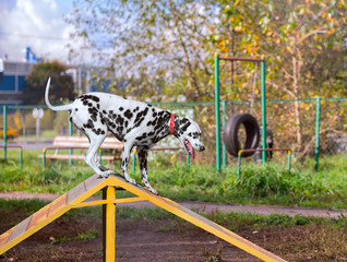 Dalmatian dog is trained on the playground