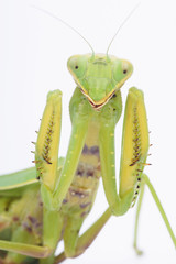 European Mantis, Mantis religiosa