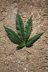 Torn leaf of marijuana lying on the ground