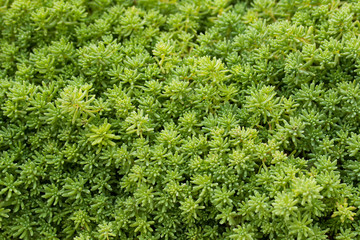 Recent plants in the flowerbed