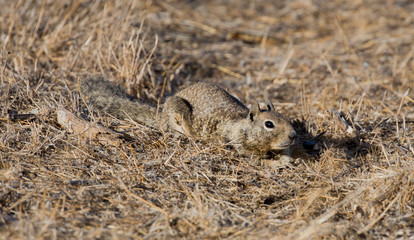 California Ground Squirrel (Otospermophilus beecheyi) camouflaged