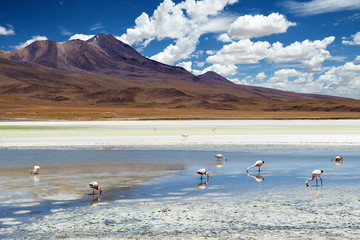 Flamingos in a lagoon in the Bolivian Altiplano