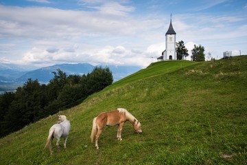 Horses in the Alpine meadow