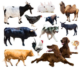  farm animals. Isolated over white background