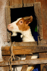 Goat in a farm