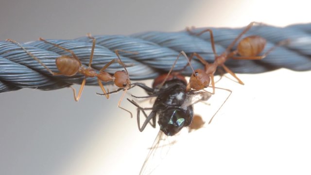 Leaf cutter ants  and fly passing along a rope.