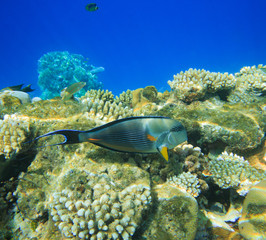 underwater scene with copy space