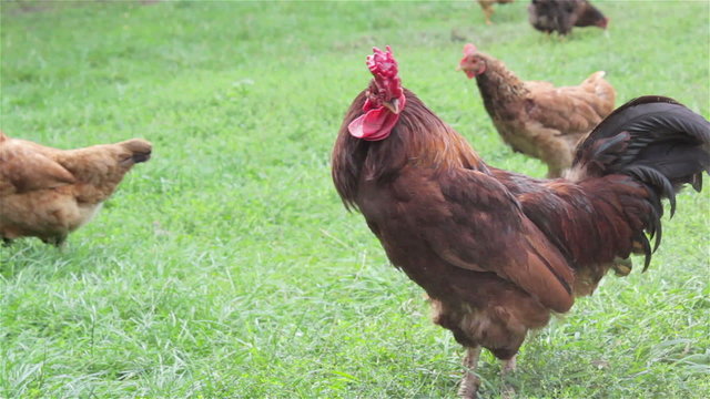 mating chickens/ pairing laying on the grass in summer