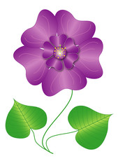 Vector Illustration flower violet fragrance in isolated background