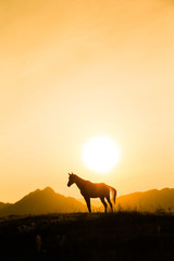 馬と夕日