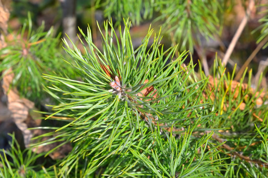 Pine branch close-up.