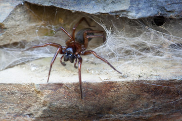 Spider