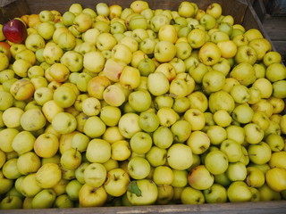 many apples in wooden boxes