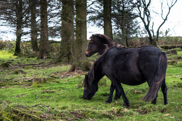 Fototapeta premium Wild pony horse grazing in autumn forest