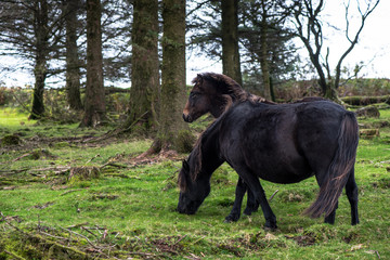 Wild pony horse grazing in autumn forest