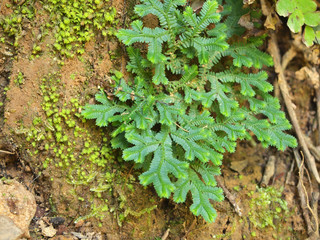 Fern leaf close-up