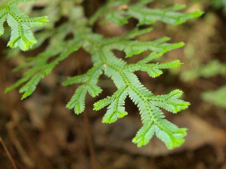 Fern leaf close-up