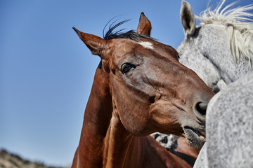 Horses Grooming Each Other