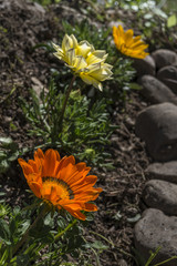 gazanias set of three different colors in a row